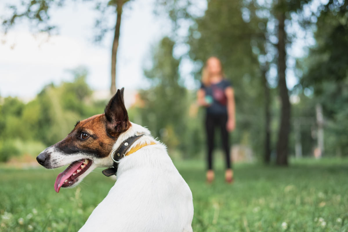 Dog Training: Pros and Cons of Using a Dog Halti - PetHelpful