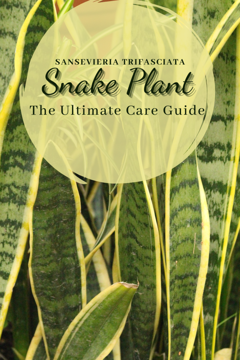 The Ultimate Guide to the Ultimate Guide to Sansevieria Trifasciata/Snake Plant: Care, Propagation, and Benefits
