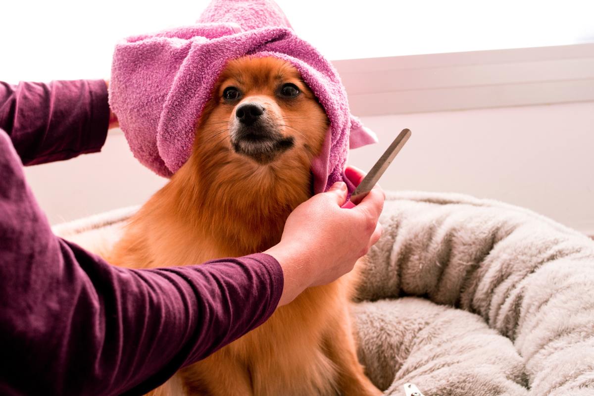 Top 5 Grooming Tips for Your Stinky Dog