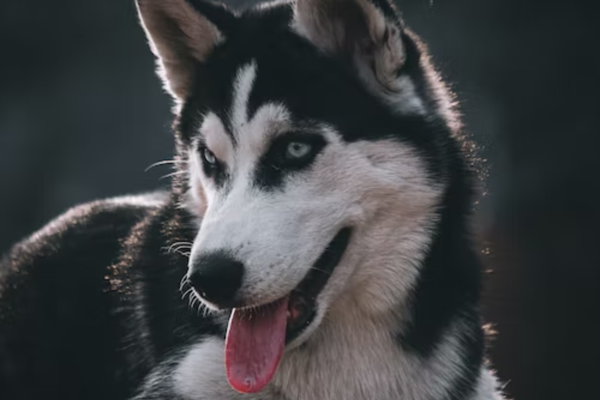 4 Things You'll Have to Give up for Your Husky