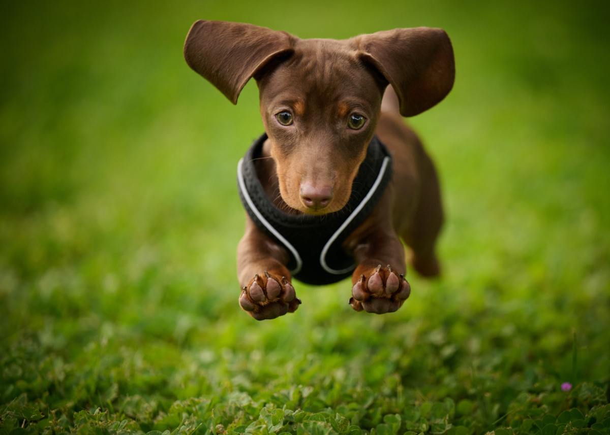 50 Best Names for Dogs With Big Ears or Floppy Ears