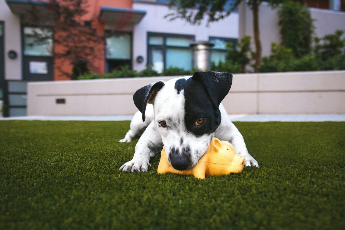 The Best Chew Toys for a Teething Puppy