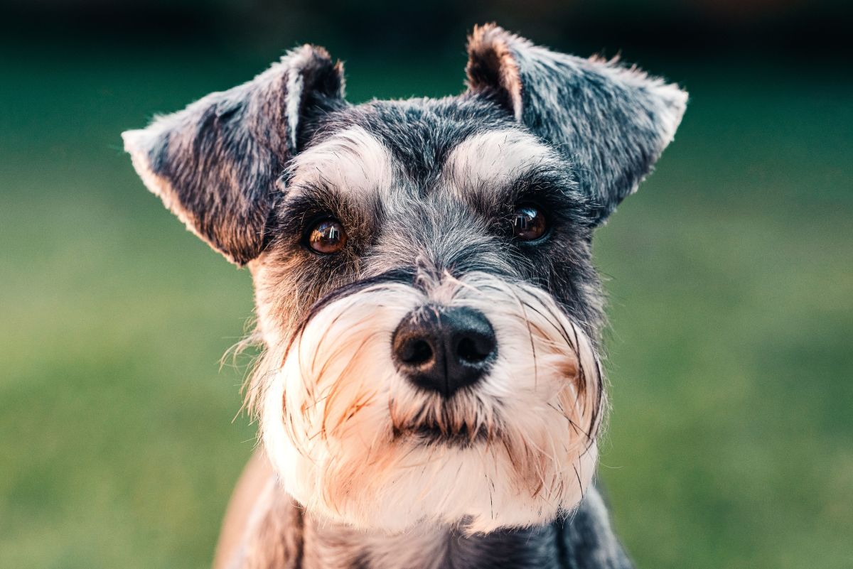 The History and Origins of the Miniature Schnauzer