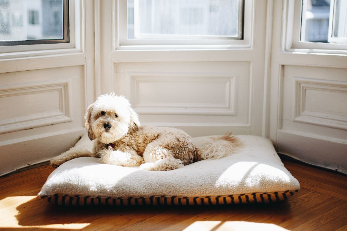 How to Make a DIY No-Sew Fleece Pet Bed