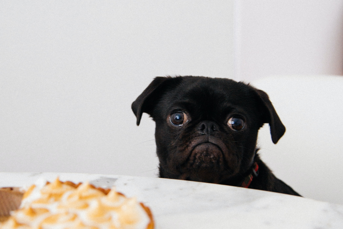 How to Train a Food-Aggressive Dog
