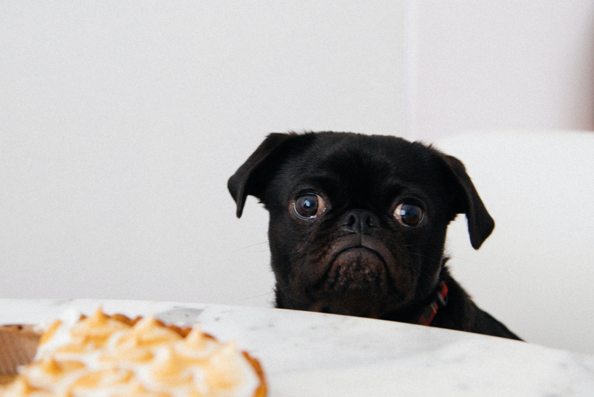 how to train dogs to eat together