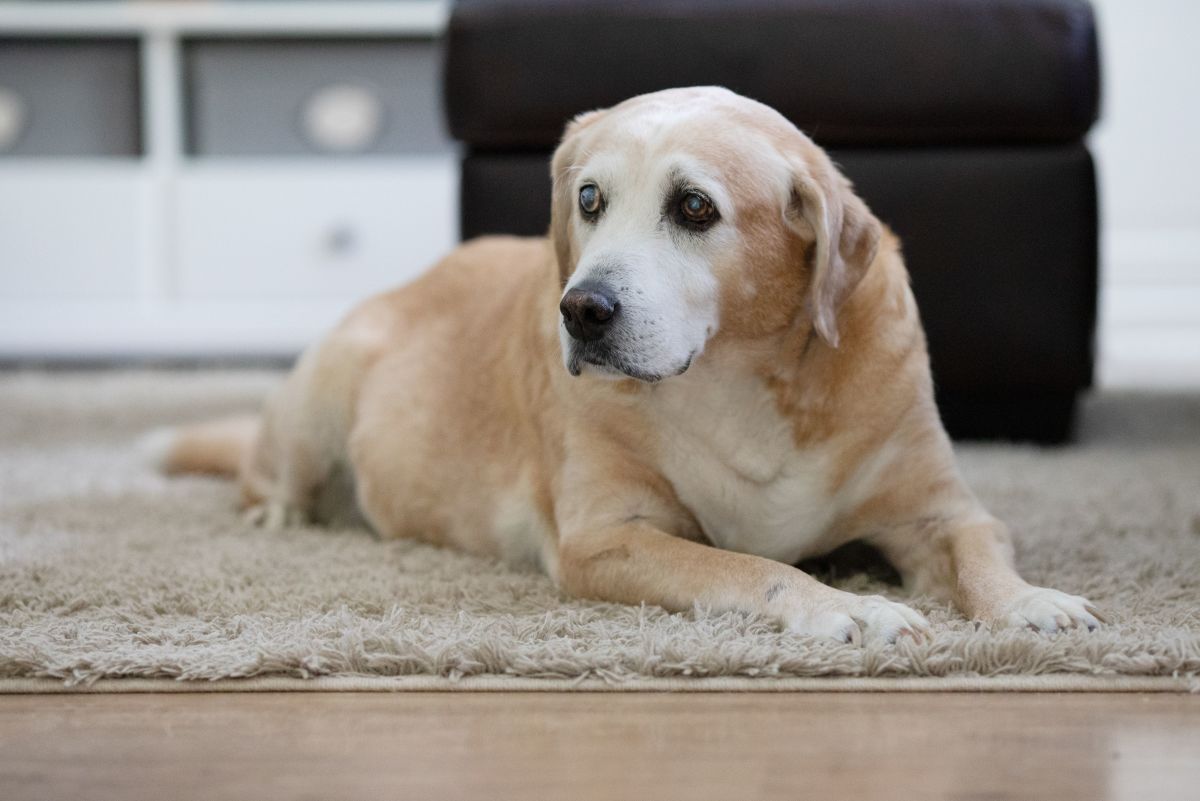 Important Facts About Weight Management in Senior Dogs