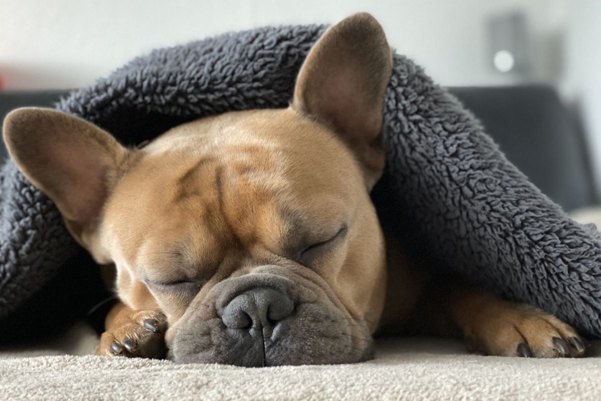 Latent Learning & Mental Recovery in Dogs: The Power of Sleep