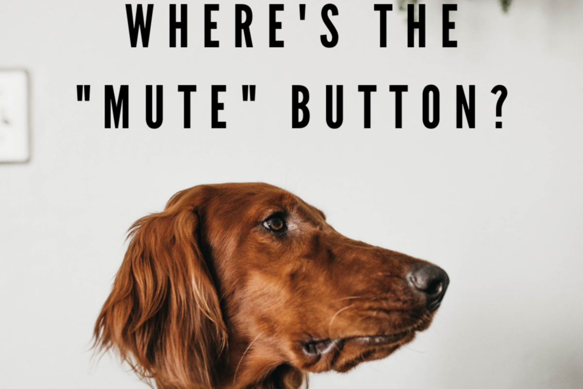 How To Stop My Small Dog From Barking