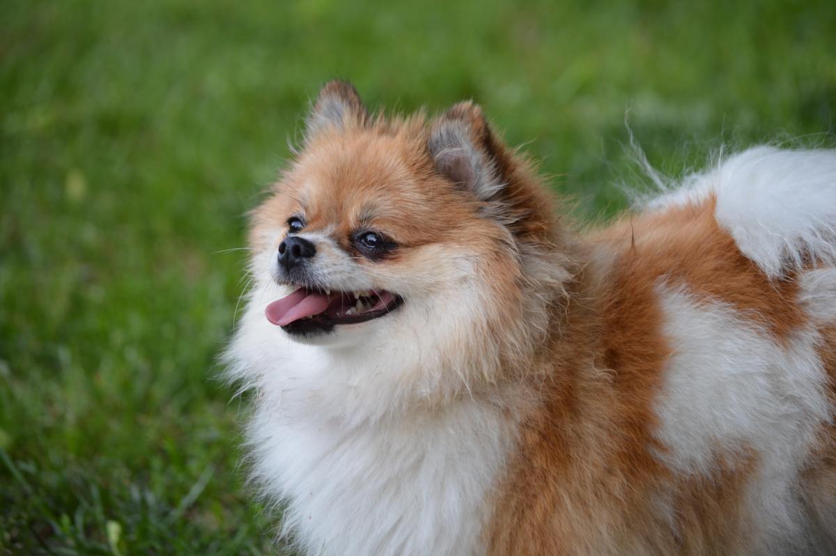 A How-to Guide for Caring for a Pomeranian