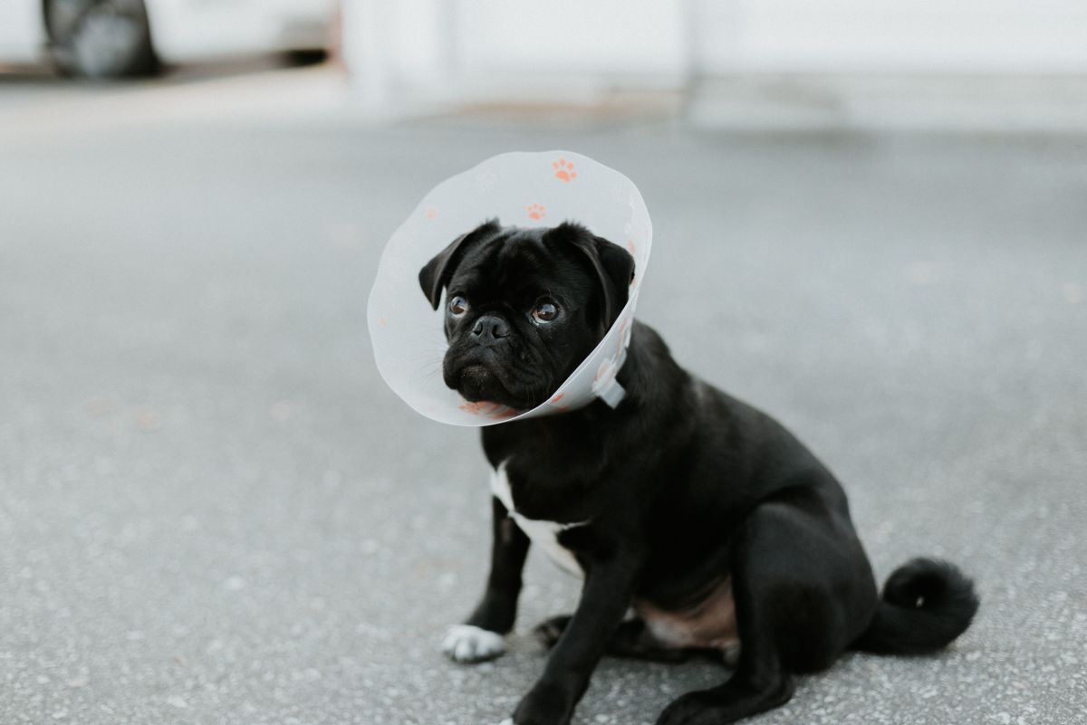 how long should i keep the e collar on my dog after neutering