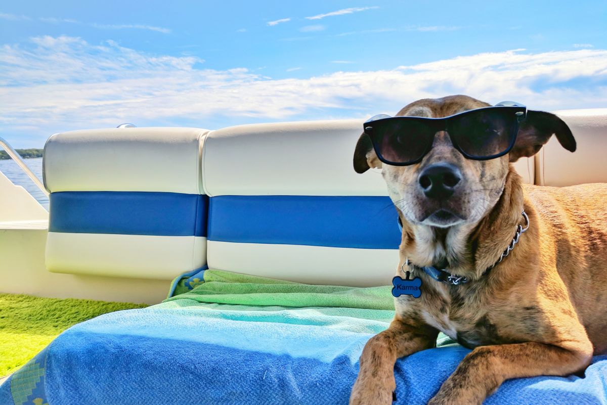 Does Your Dog Need a Cortisol Vacation?