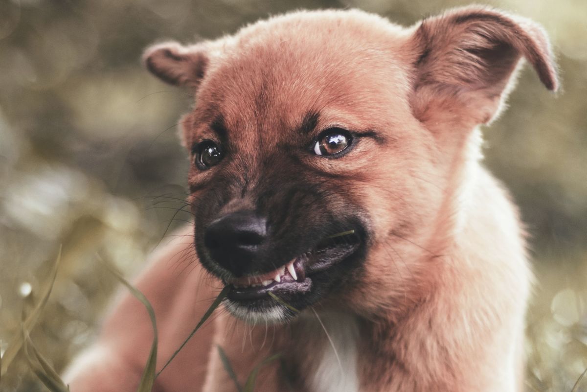 How Pet Owners Can Deal With Dog Aggression