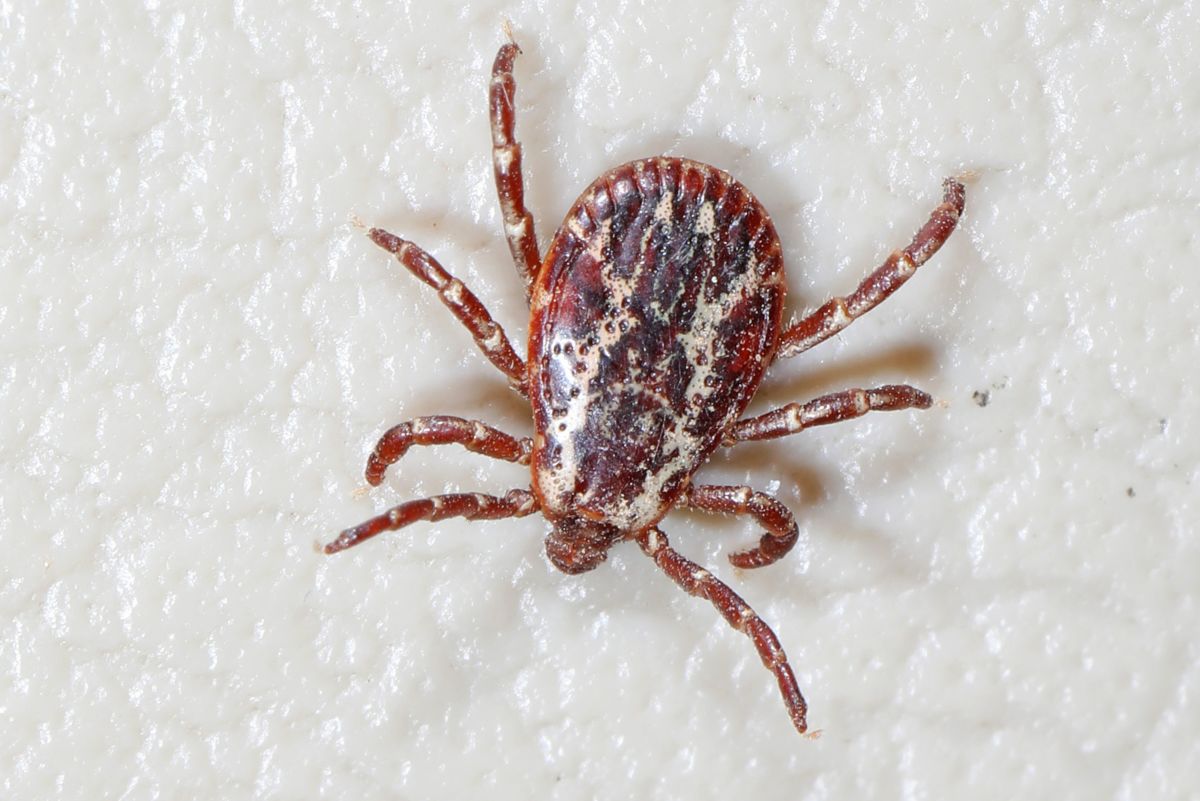 The American dog tick is one of the most common vectors of Rocky Mountain spotted fever.