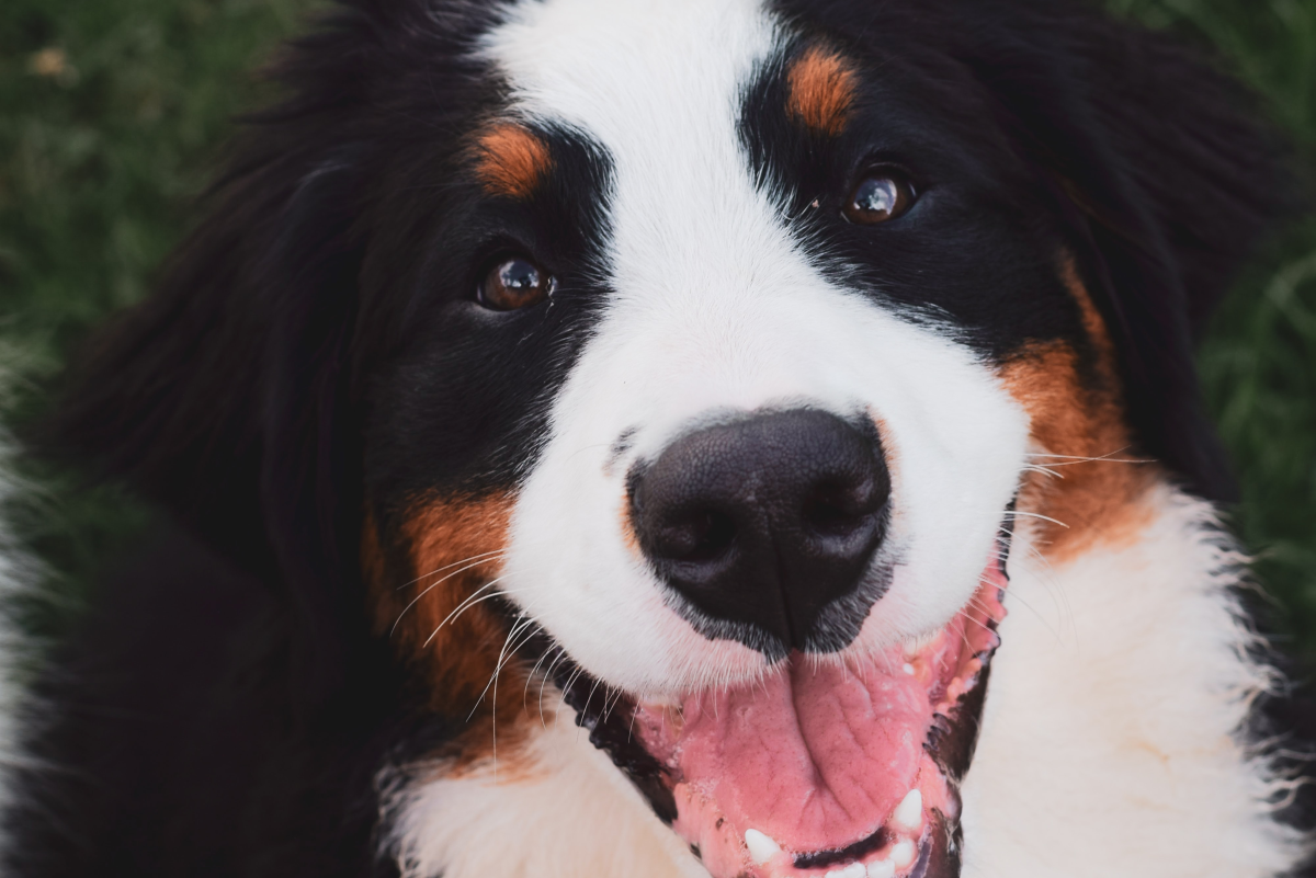 Everything You Need to Know About Bernese Mountain Dogs