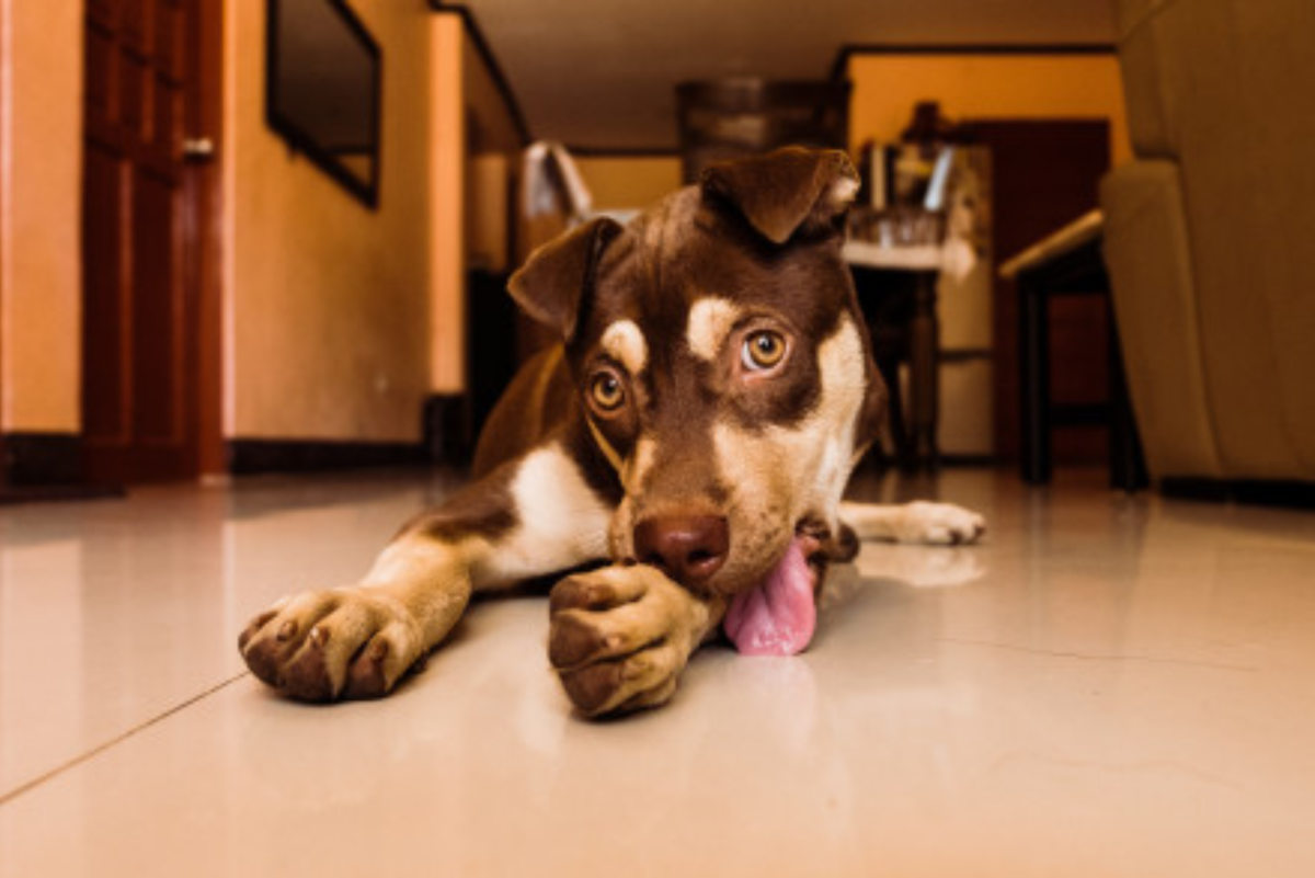 12 Reasons Dogs Lick Excessively and When to be Concerned