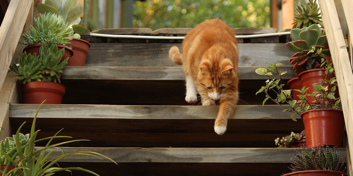 Can I Let My Cats Roam Outdoors? HubPages