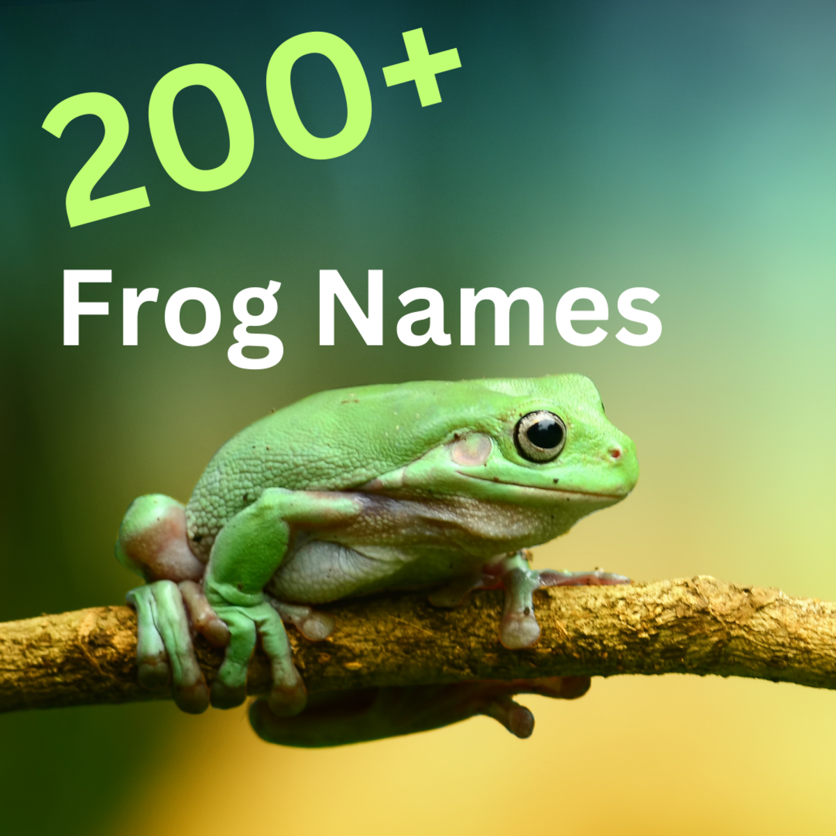 200+ Pet Frog Names