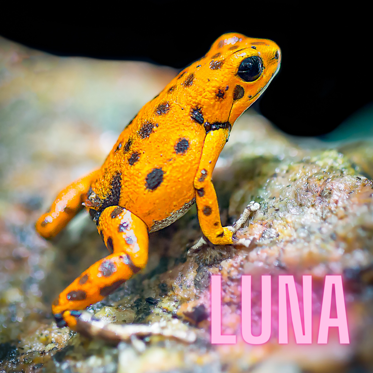 200+ Pet Frog Names PetHelpful