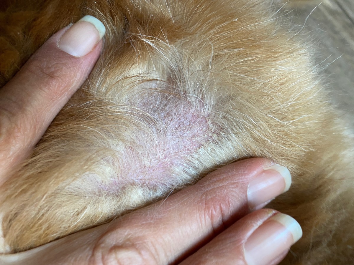 Why Won't My Dog's Yeast Infection Go Away? I've Tried Everything!