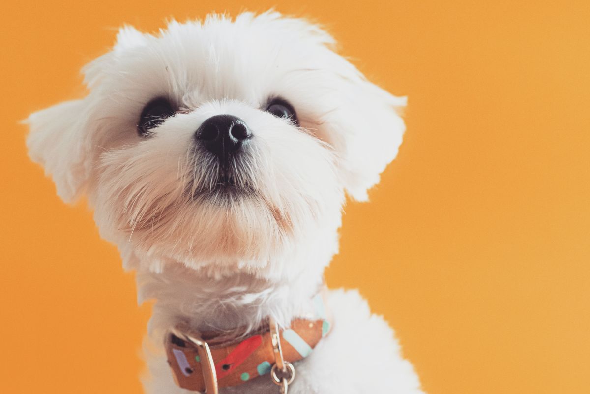 The Top 10 Cutest Mixed Dog Breeds - PetHelpful