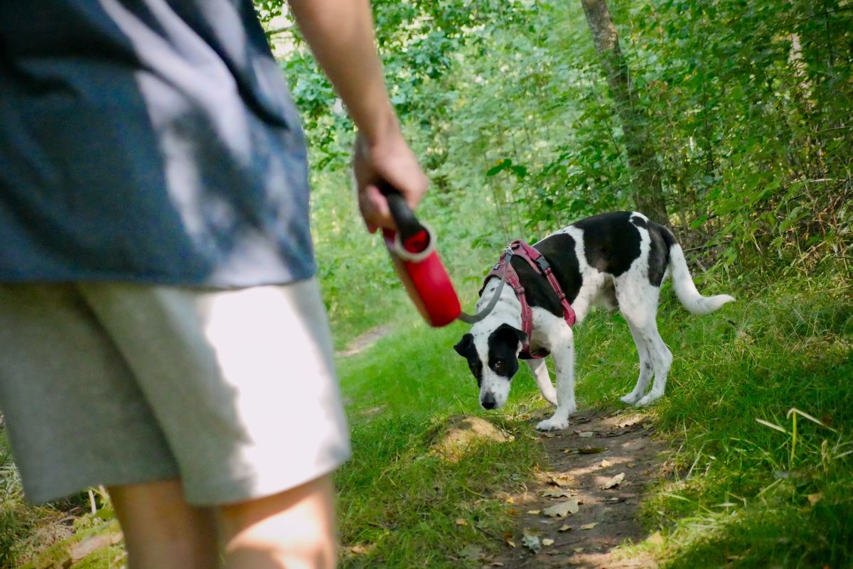 What Does It Mean When Your Dog Suddenly Cant Walk