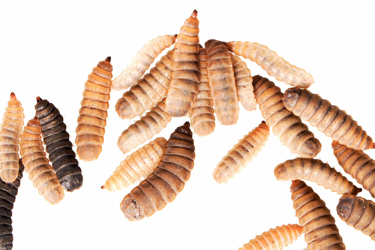 The Benefits of Black Soldier Fly Larvae in Composting