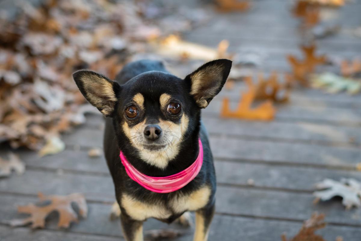 II. Characteristics of Apple-Head Chihuahuas