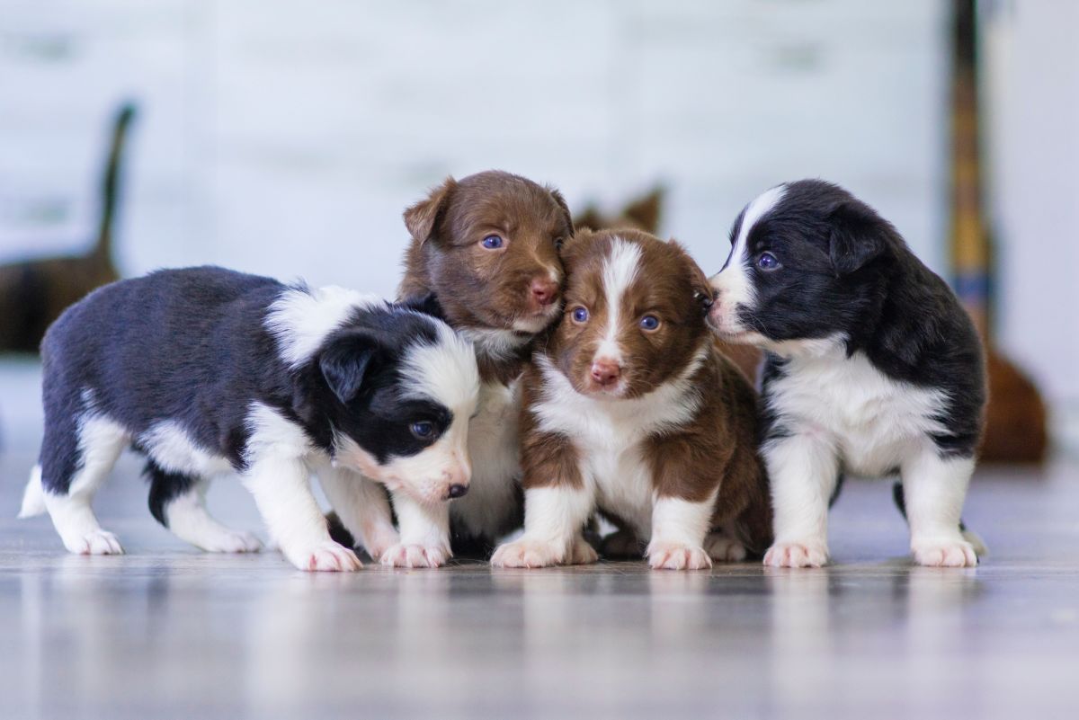 10 Reasons Why You Shouldn't Get a Puppy - PetHelpful