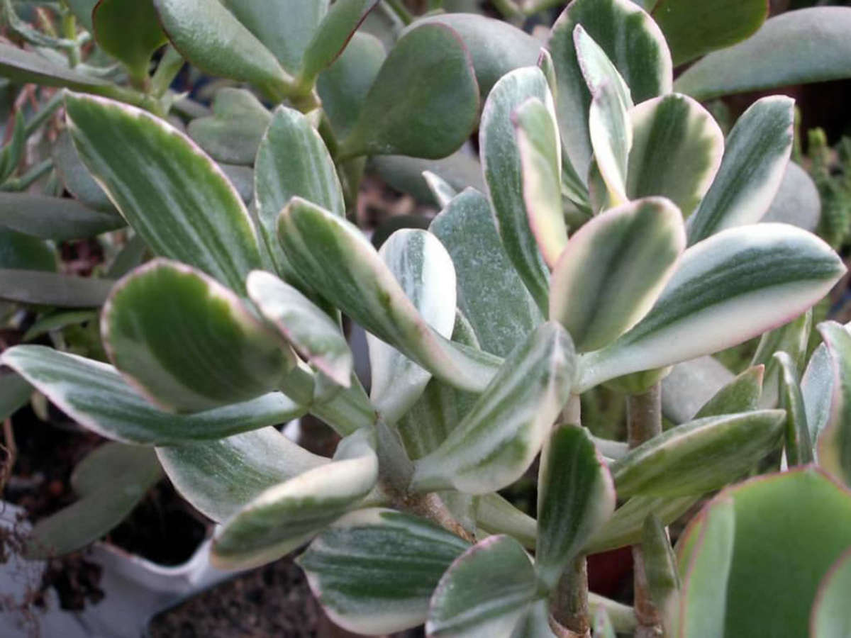 Why Jade Plants May Be the Perfect House Plants - HubPages