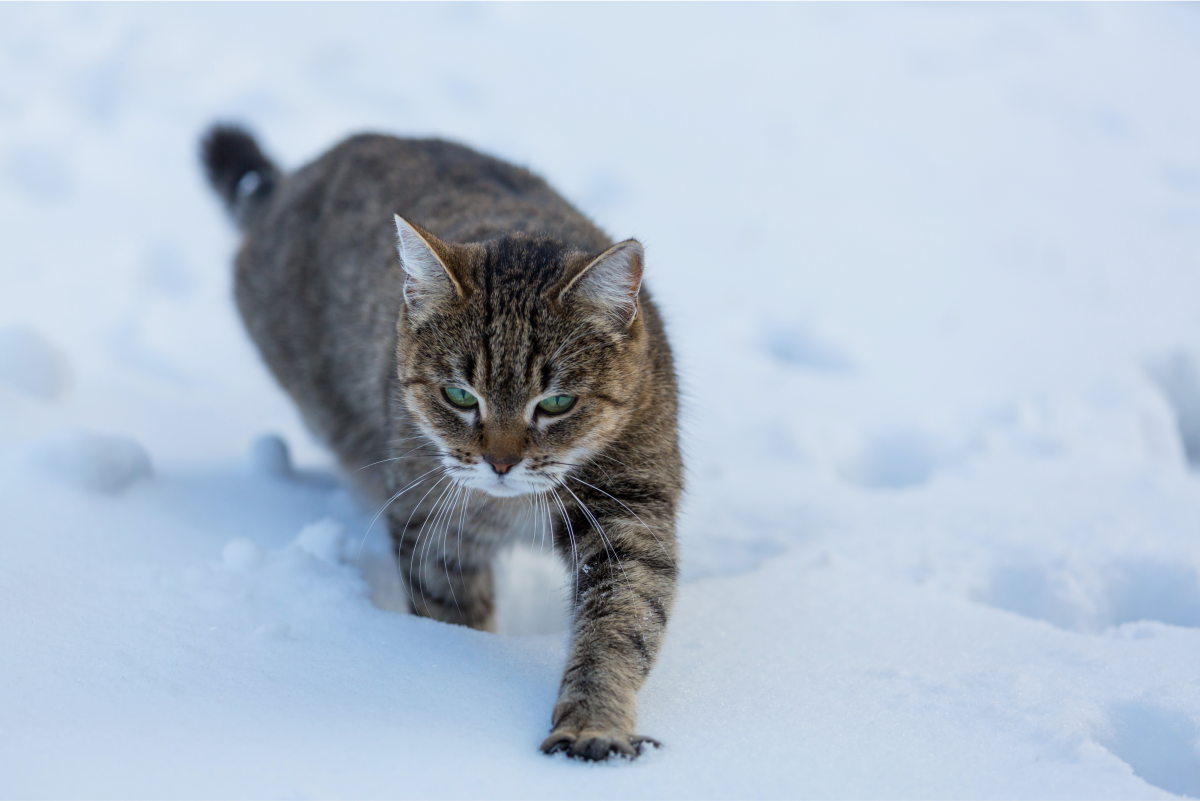 How to Keep Feral and Outdoor Cats Warm and Safe in Winter