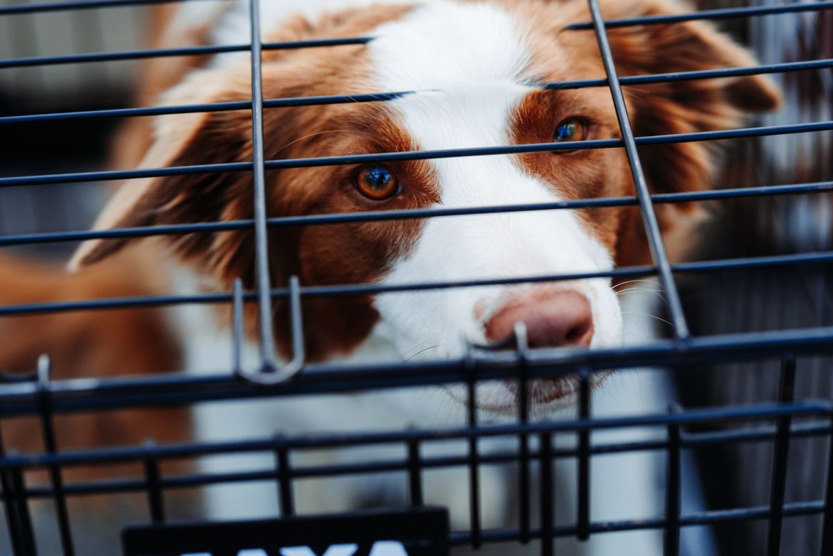 Can You Raise a Puppy Without a Crate?