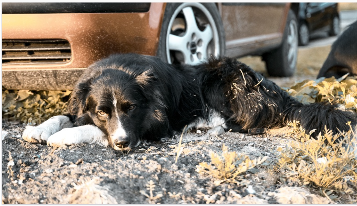 how do i stop my dog being scared of cars