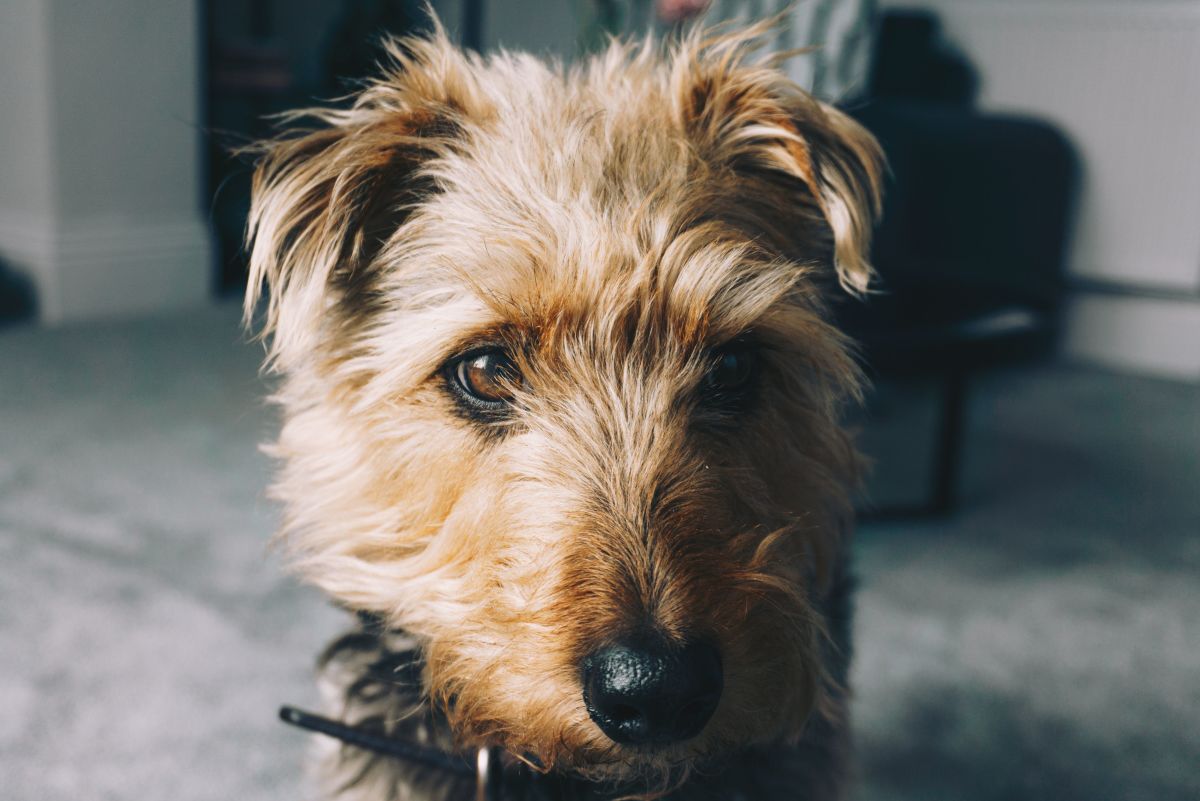Tips for Training an Unruly Airedale Terrier