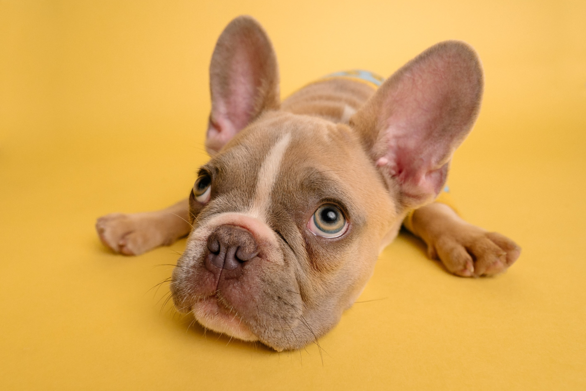 Why Can'T I Give My Dog Baby Aspirin? - Pethelpful