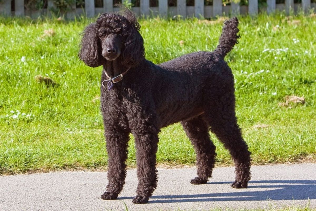 Is the Standard Poodle the Best Dog for You?