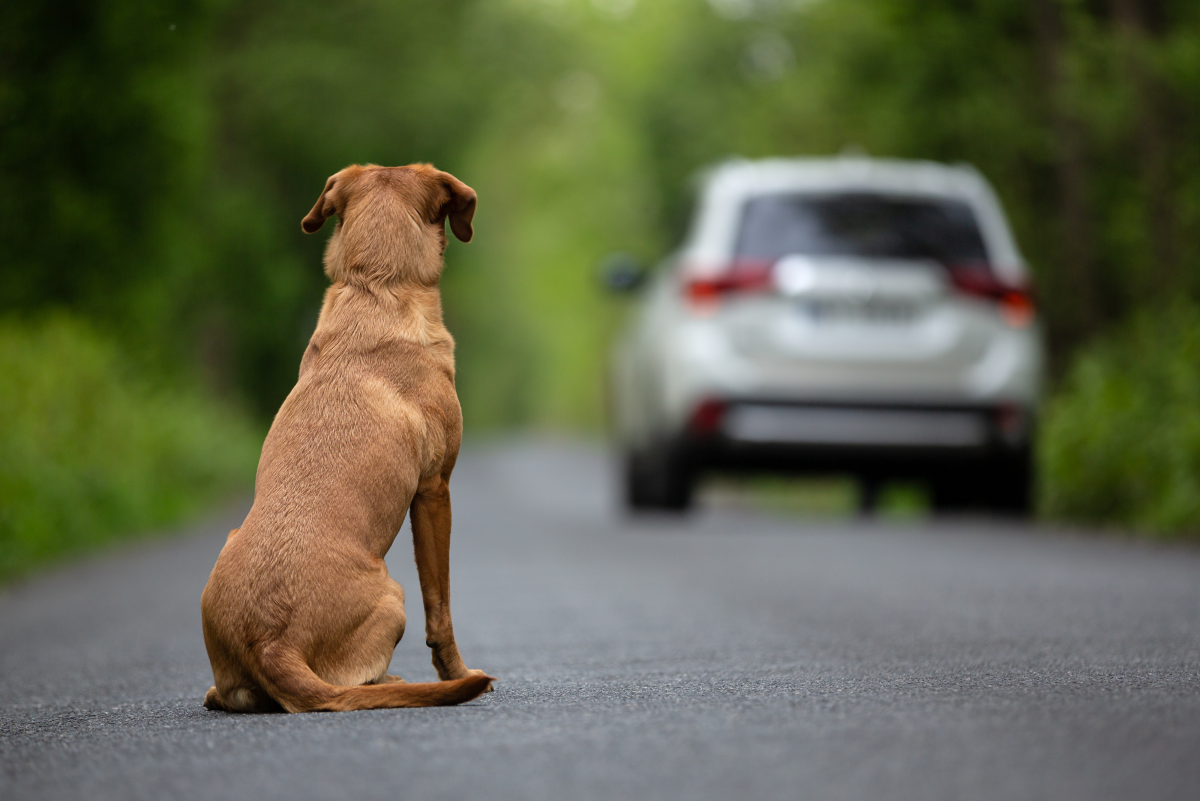 8 Tips If Your Dog Is Scared of Getting in the Car