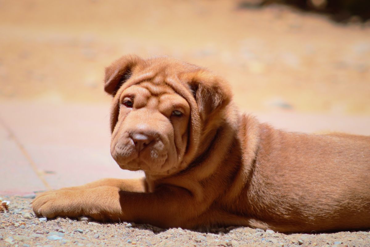 Wrinkly store dog names