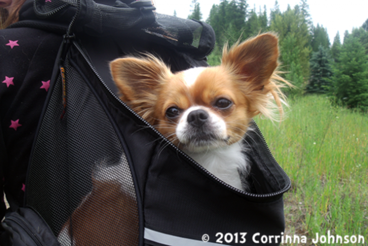 10 Reasons Why I Love the Outward Hound Backpack Pet Carrier