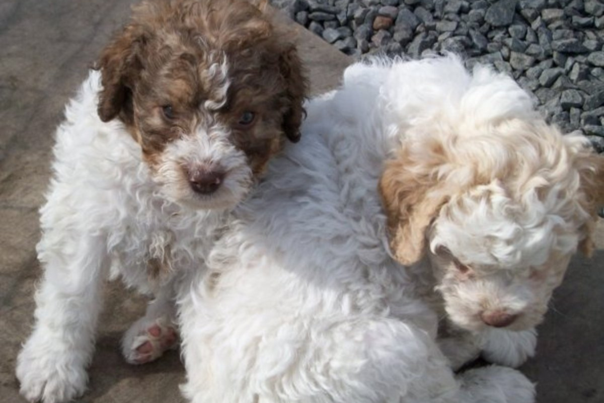 are lagotto romagnolo aggressive