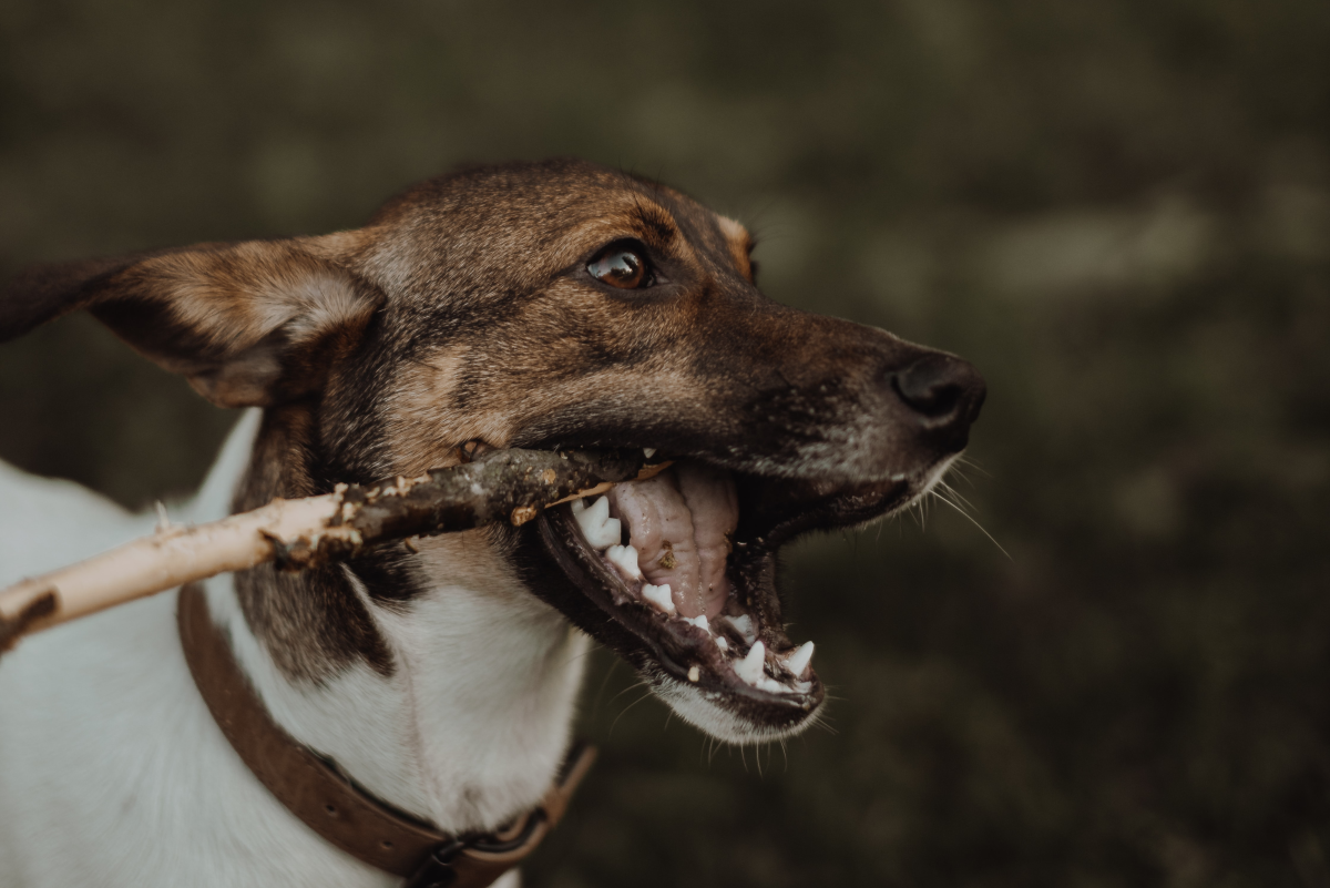What to Do If Your Dog Swallows Something Sharp
