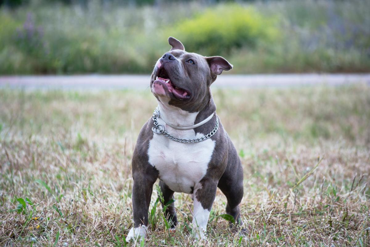 why is a blue nose pitbull?