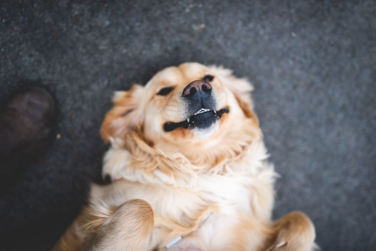 Canine Behavior: Are Golden Retrievers Aggressive Dogs? – The Native Pet
