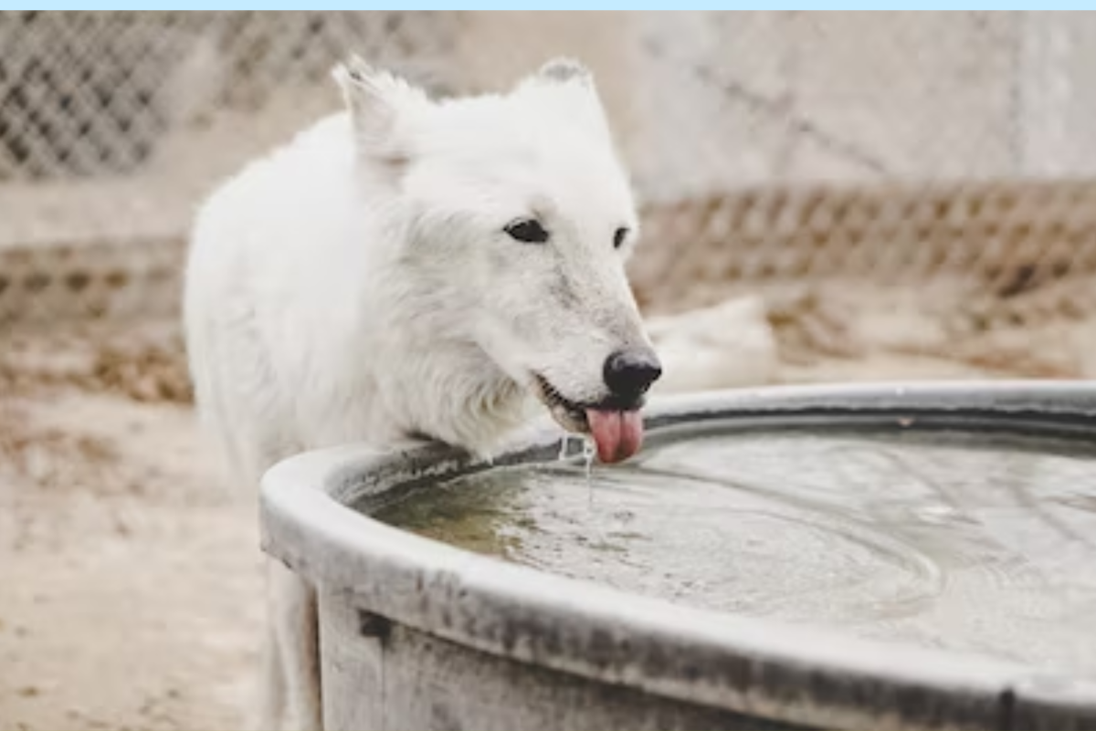 How to Choose the Best Dog Water Dispenser