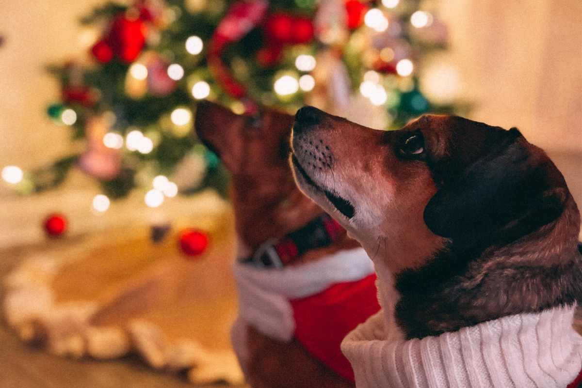 Healthy and Sweet Holiday Treat Recipes for Dogs
