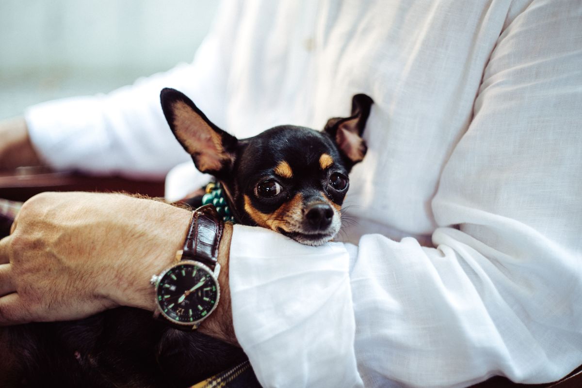 10 Benefits of Having a Small Dog