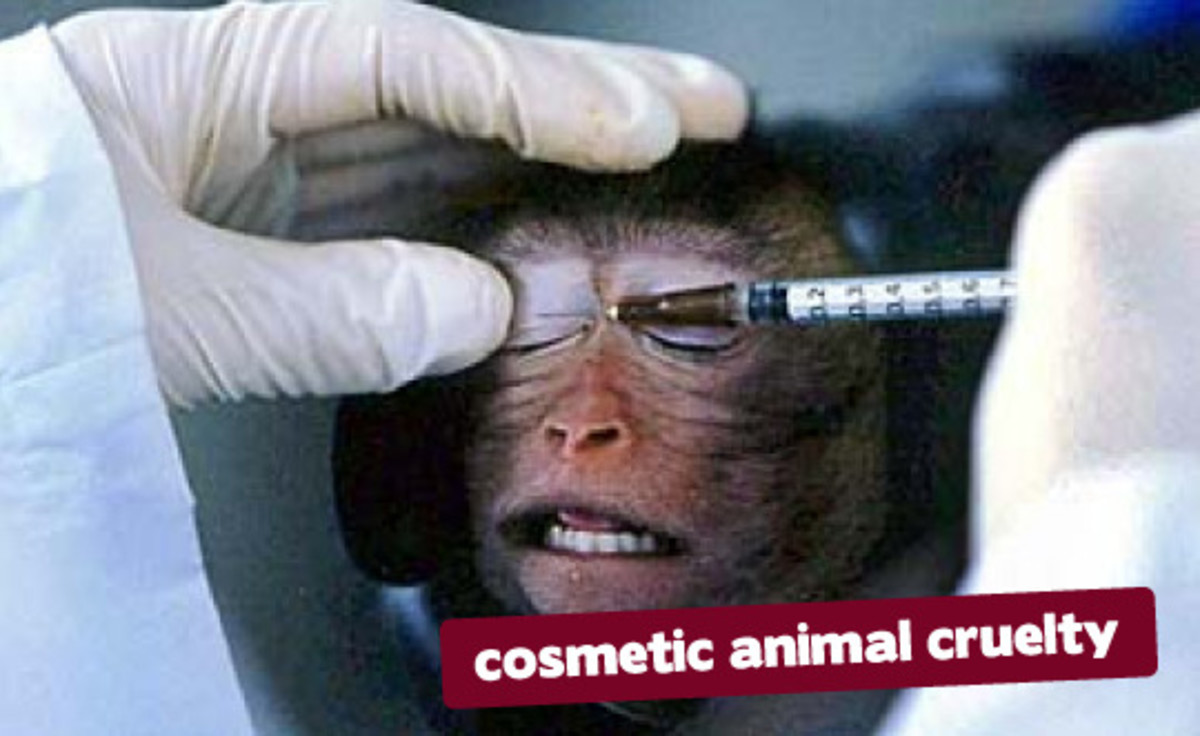 Animal Testing, the Immorality of it All.