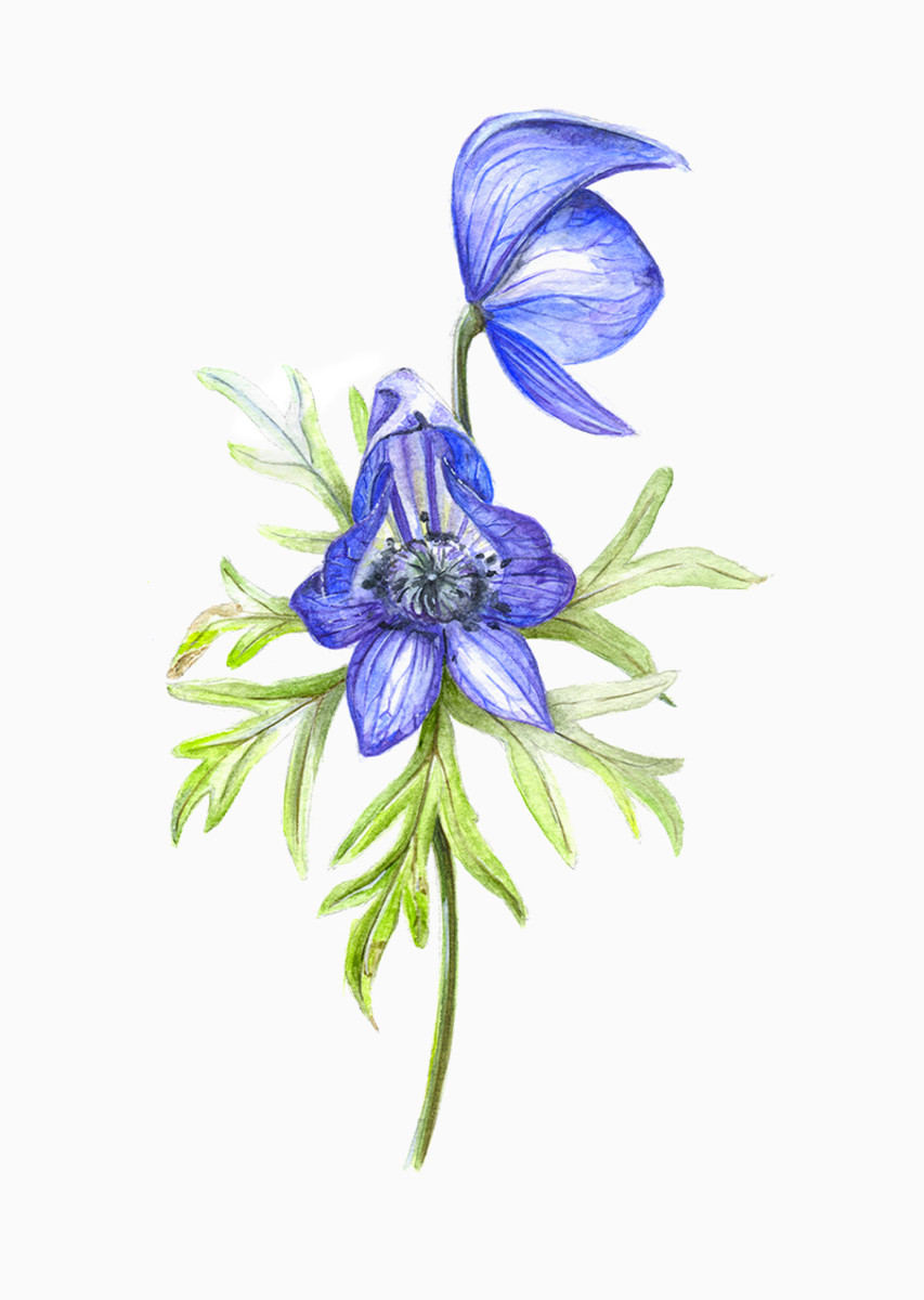 Seven Toxic Plants in the US