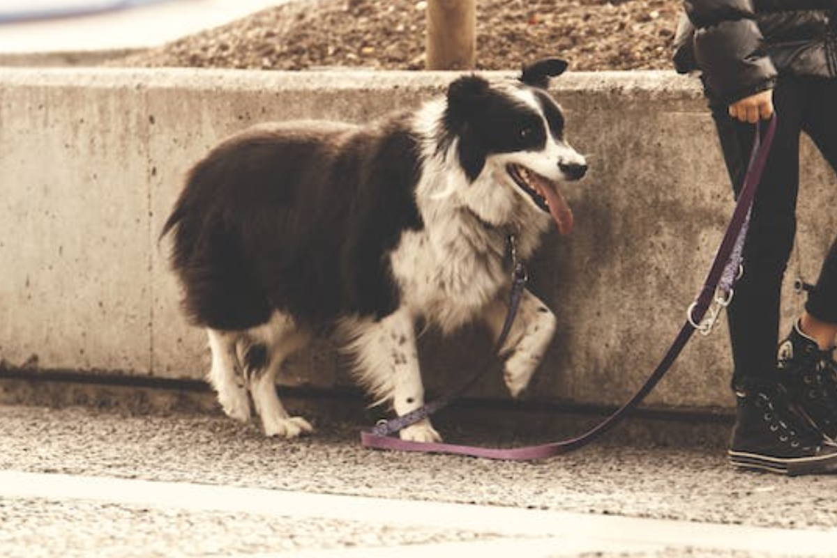 A Guide to Understanding Canine Gaits - PetHelpful