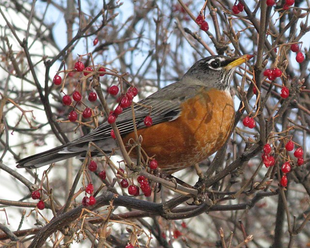 Amazing Facts About Amazing Birds ... - HubPages